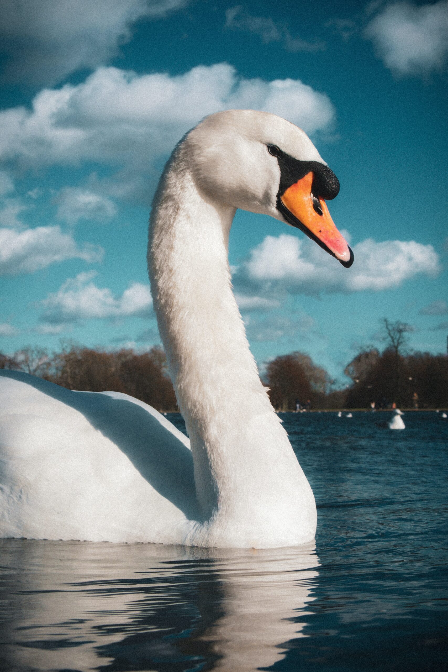 swan of the lake