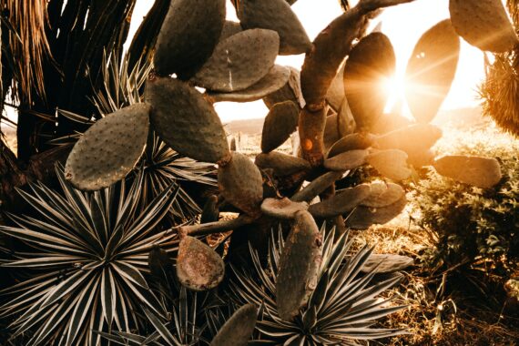 j borba cactus sun