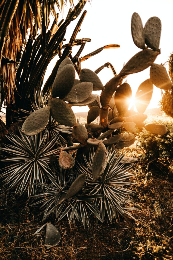 look on the bright side, only for  the one, pic cactus sun by jonathan borba